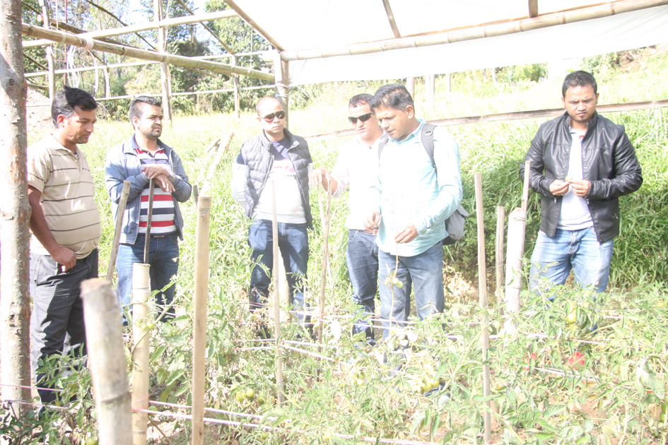 Photo 3 Pax Earth team observing tomato cultivation in a tunnel