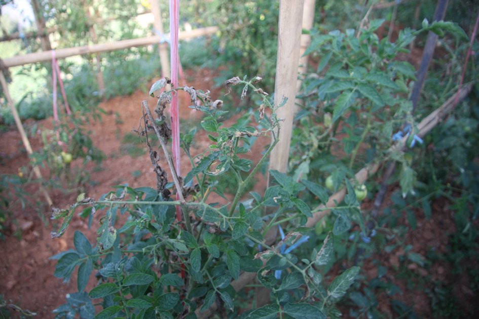 Photo 5 A tomato plant harmed by Tuta absoluta disease
