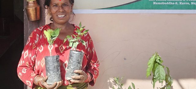 PAX EARTH DISTRIBUTES OVER 500 FRUIT SAPLINGS TO ENHANCE FRUIT GARDENS FOR UNDERPRIVILEGED FARMERS IN KOT TIMAL AND POUDELTHOK